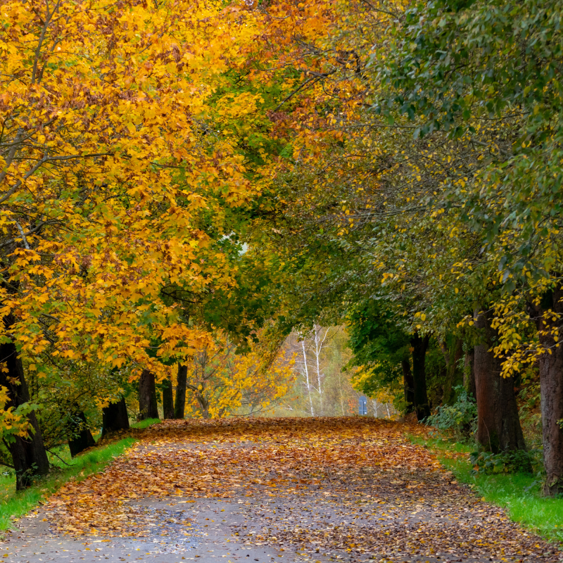 Golden Trails & Glowing Skin: Your Fall Foliage Hiking Guide